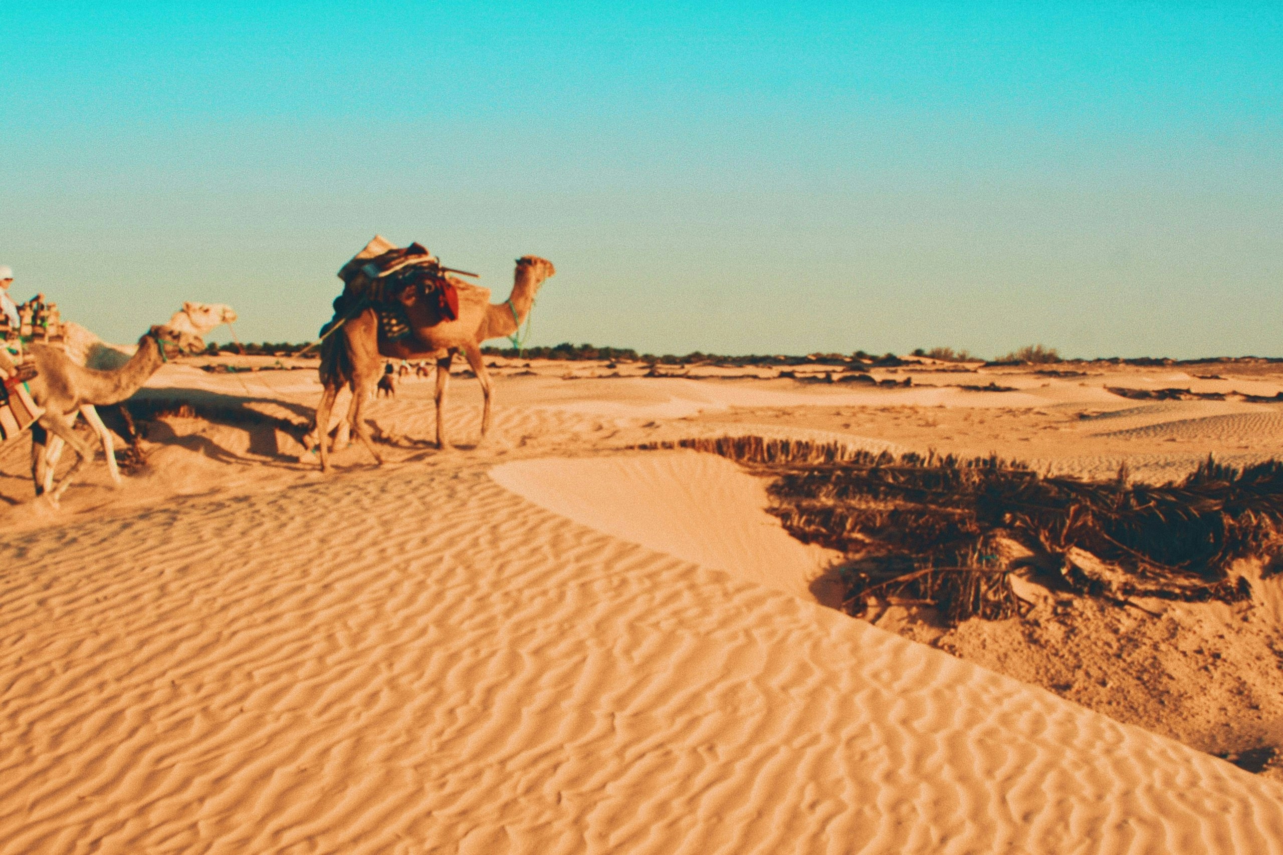 Desert landscape in Tunisia with golden sand and rocky terrain