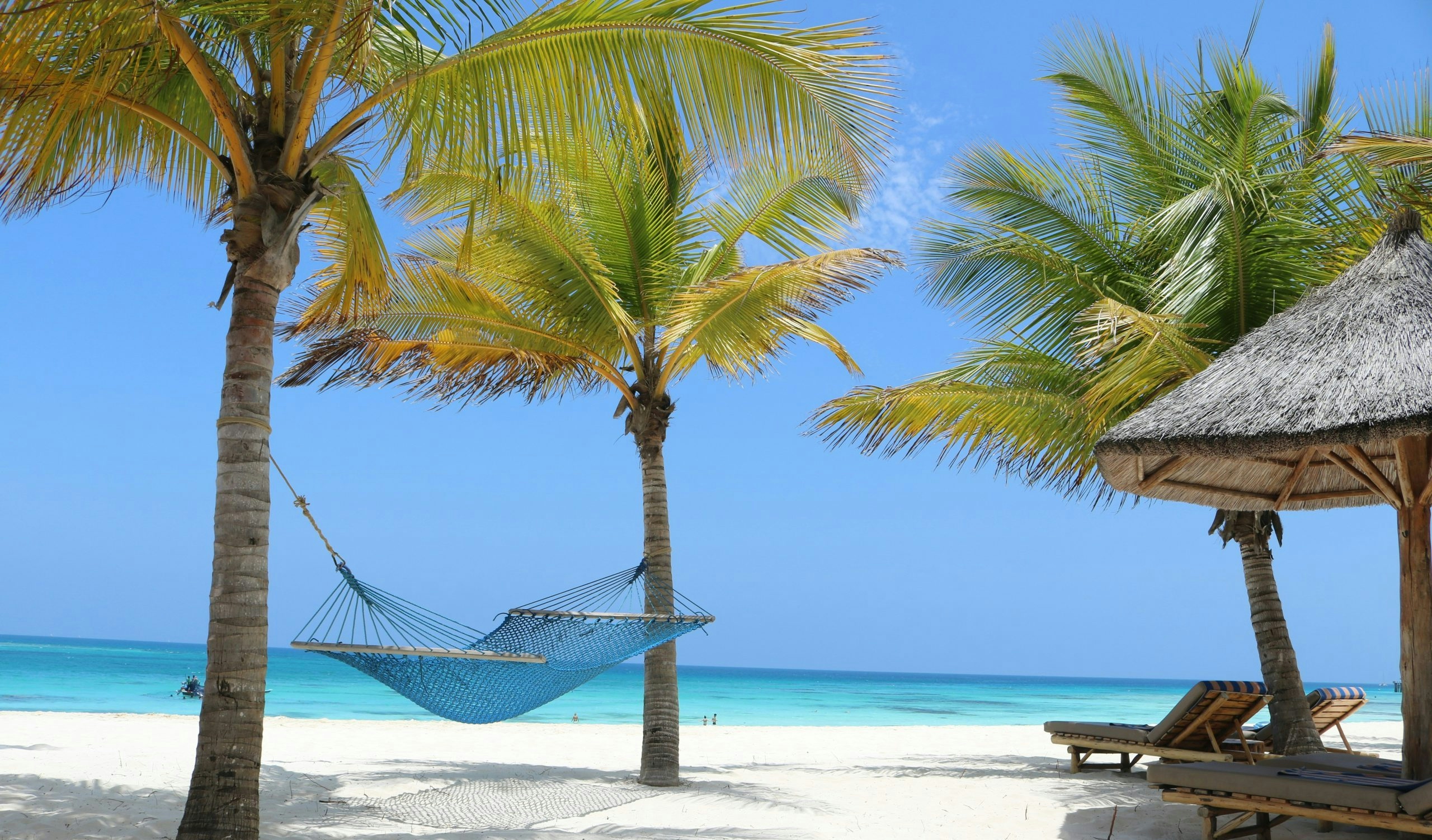 palm trees and a hammock in zanzibar