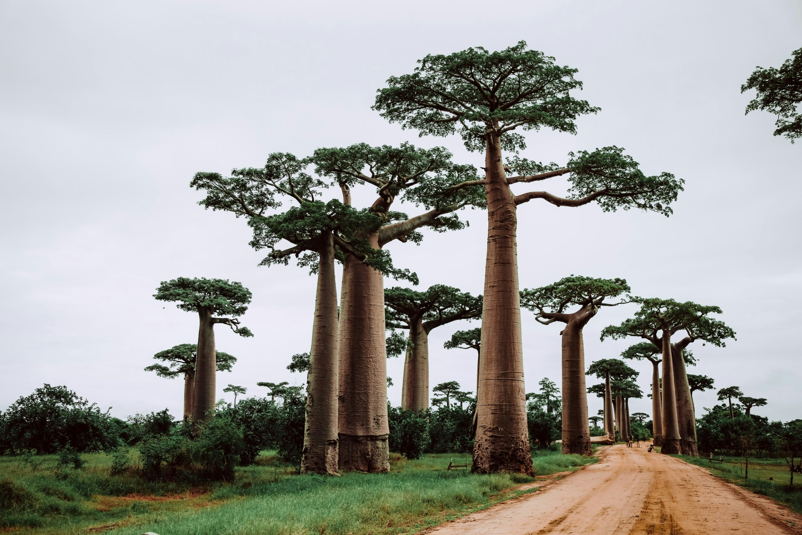 special trees in madagascar