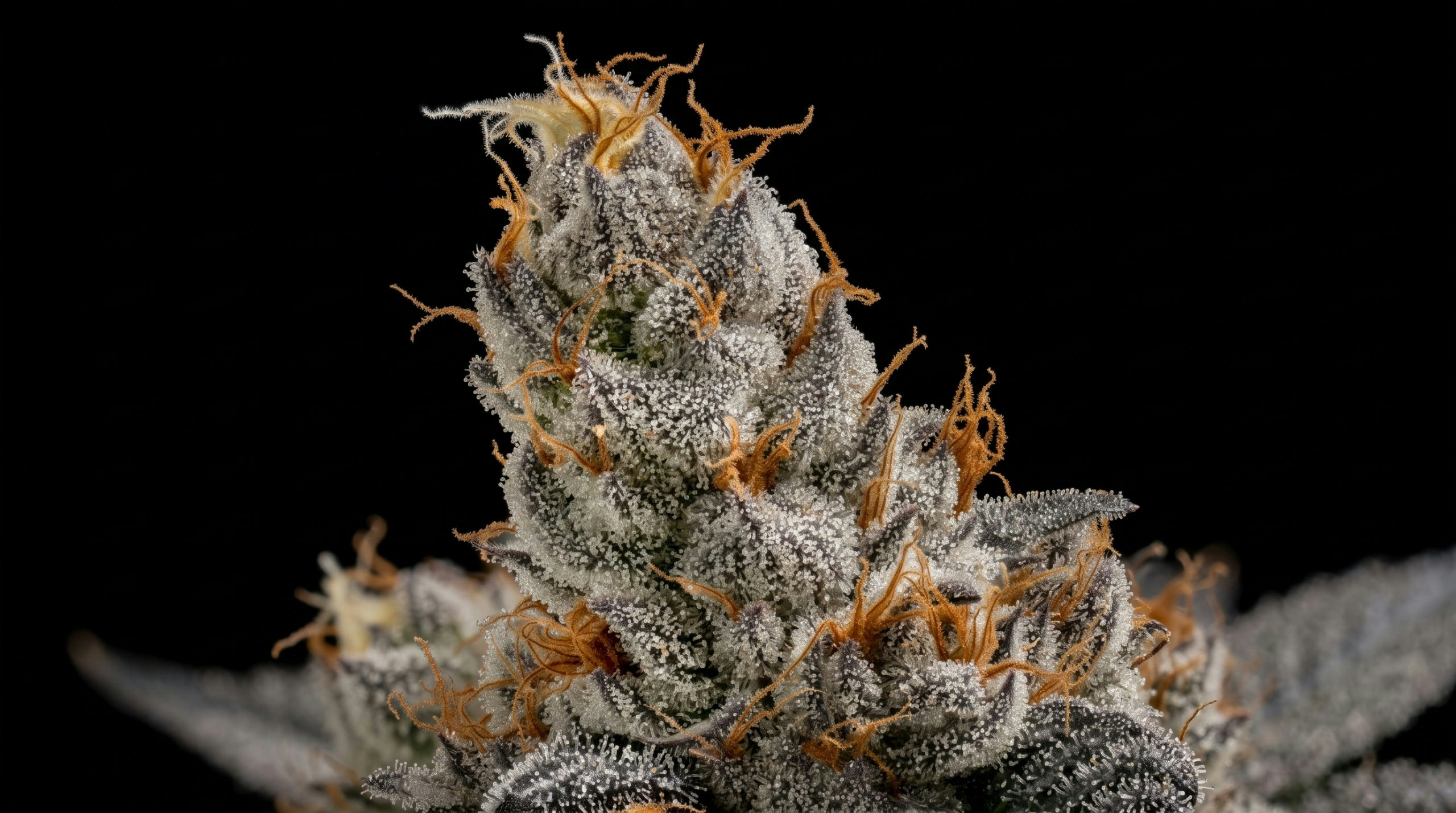 Close up of a cannabis strain
