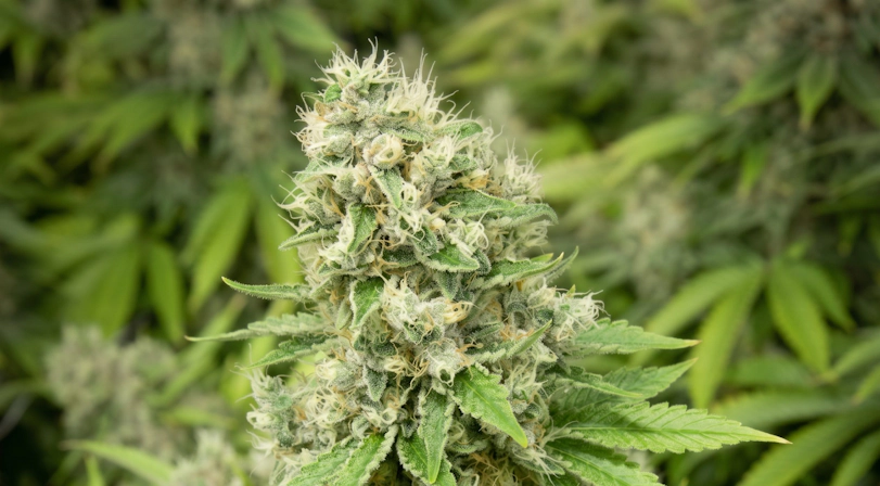 Close-up of colorful Fruit Pebbles cannabis flower