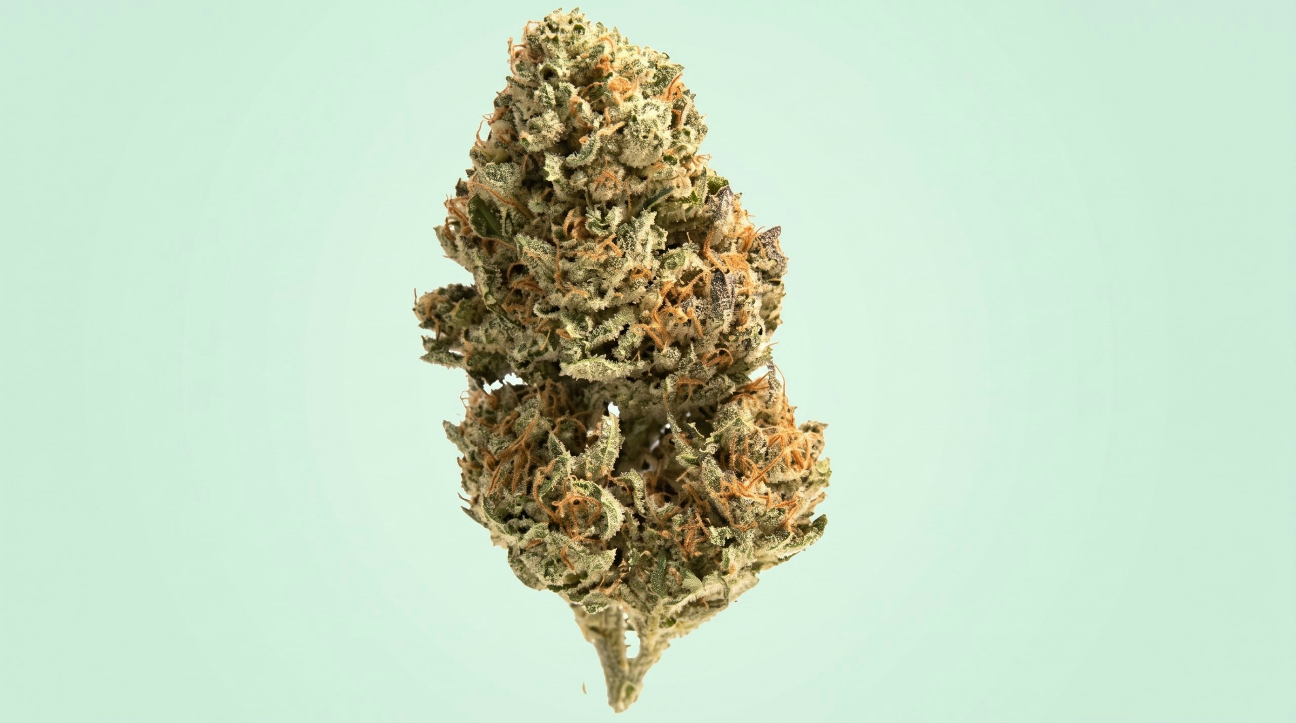 Macro shot of cannabis flower