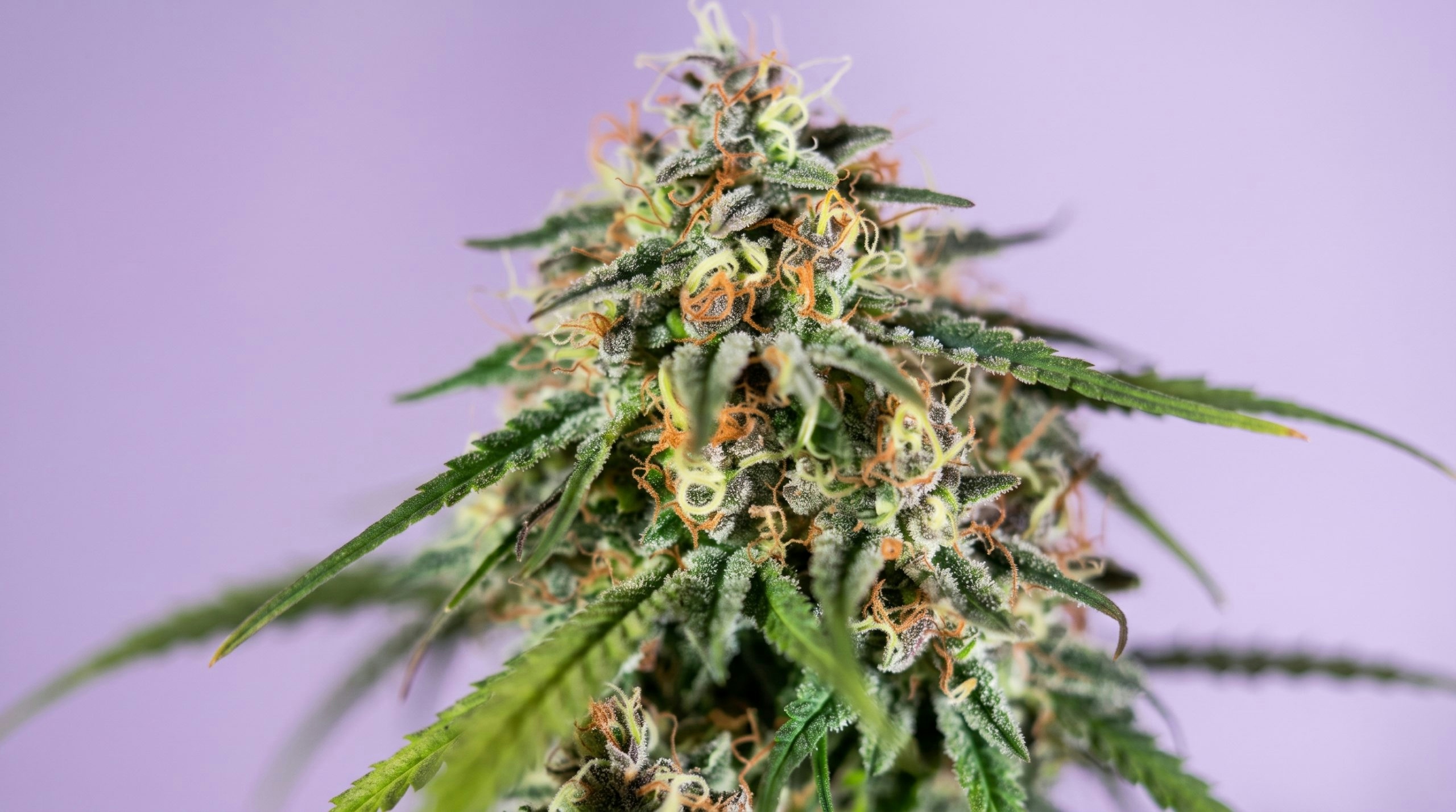 Cannabis plant entering the flowering stage with a purple background