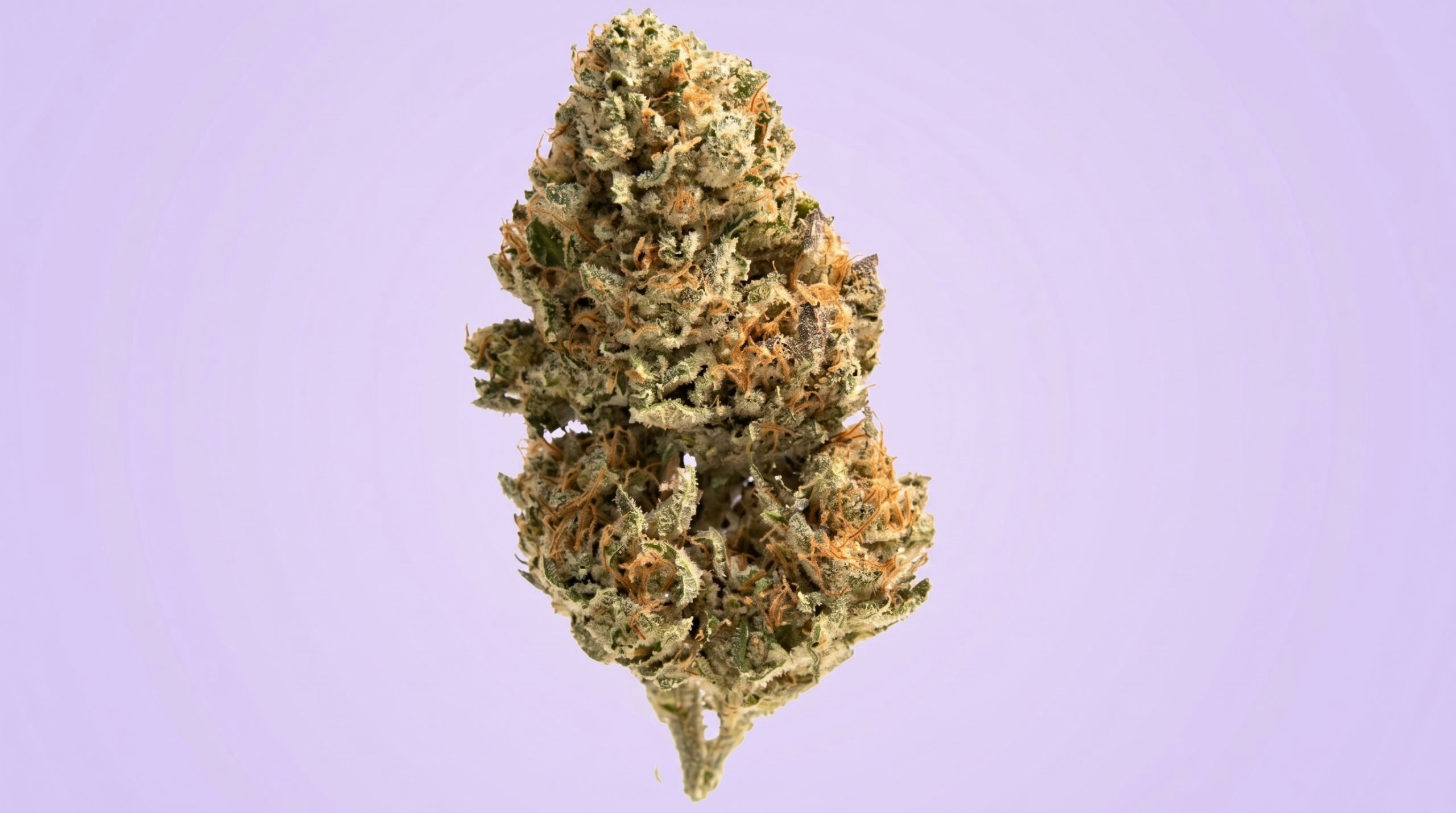 Close-up of cannabis buds showcasing their texture and trichomes against a purple background