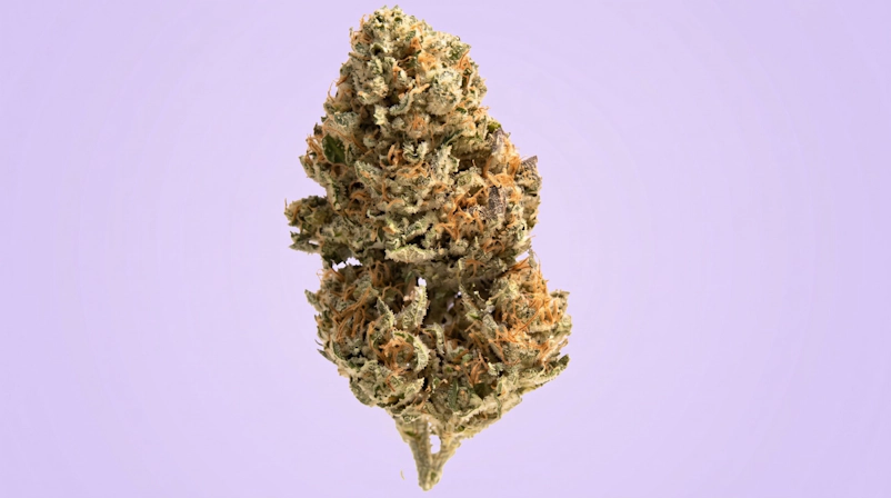 Close-up of cannabis buds showcasing their texture and trichomes against a purple background