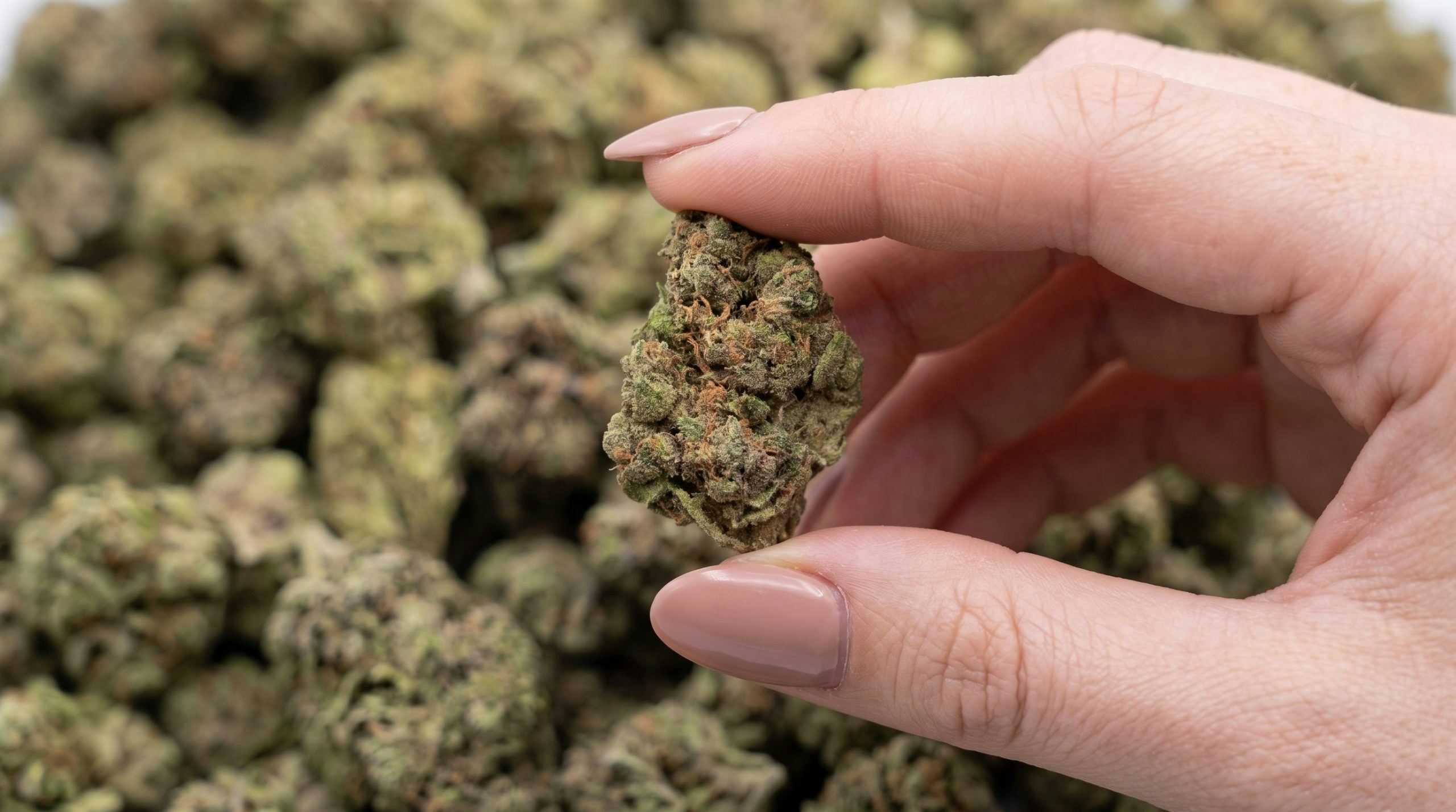 Hand holding a cannabis flower