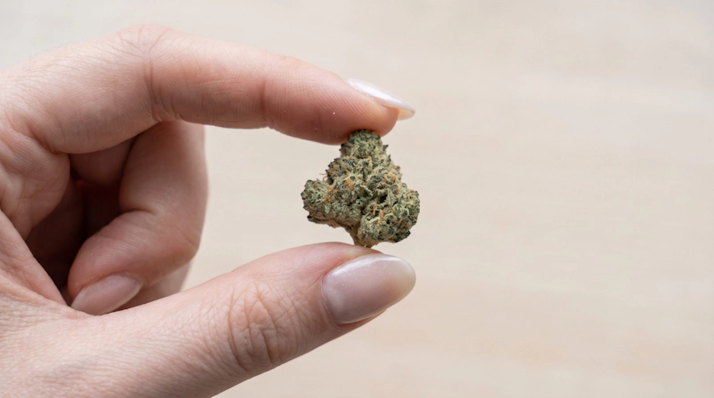 Woman holding a cannabis bud between her index finger and thumb