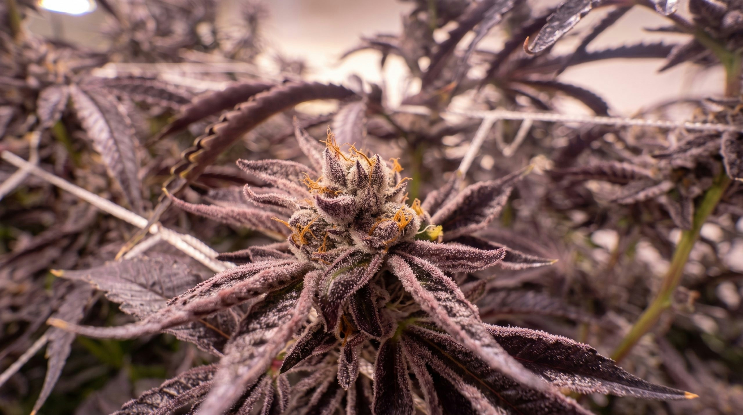 Cannabis bud growing on a flowering cannabis plant