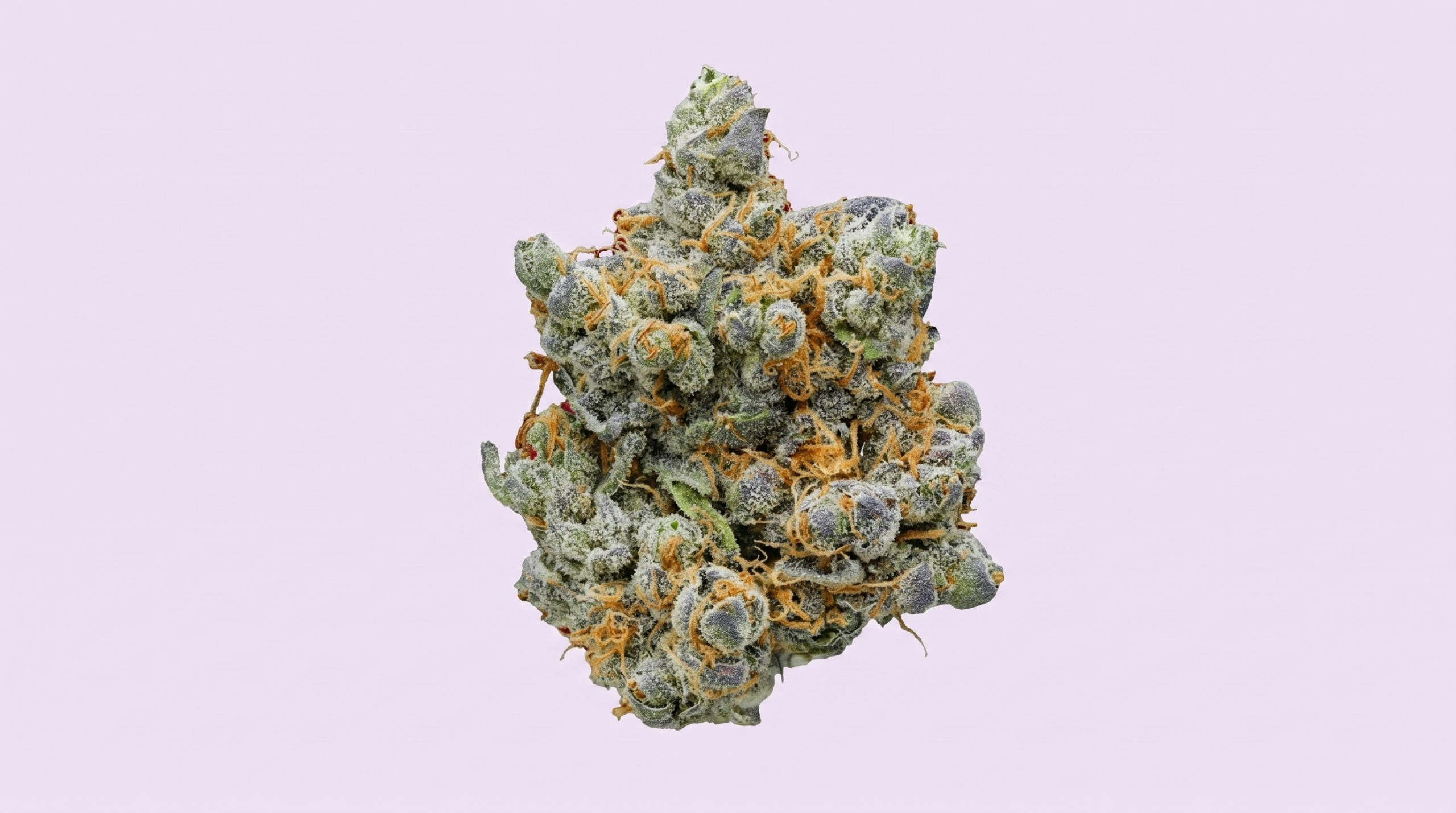 Cannabis flower against a light lilac background