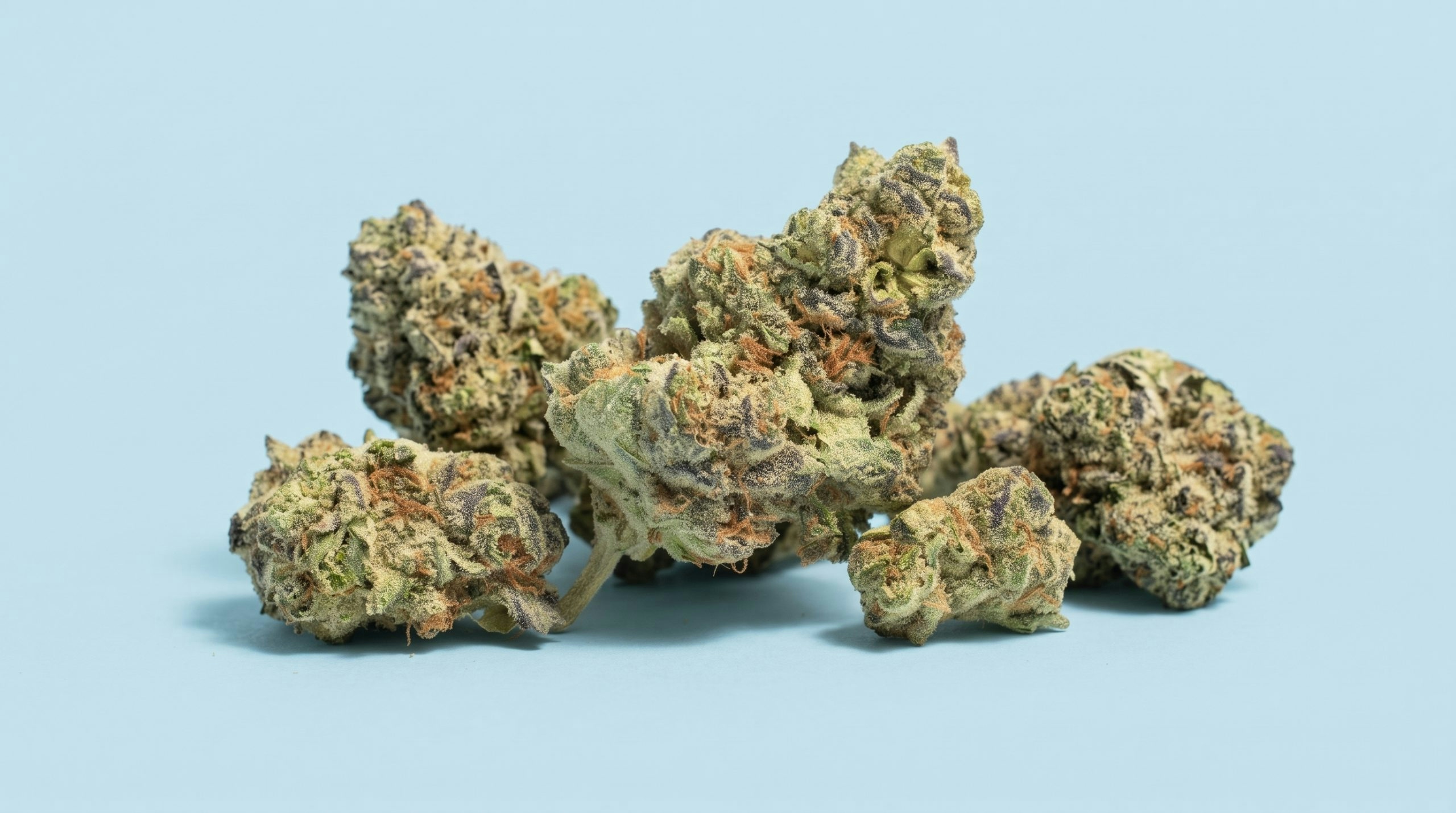 Close-up of a cannabis bud displayed against a solid baby blue background