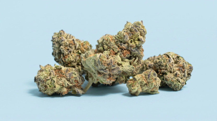 Close-up of a cannabis bud displayed against a solid baby blue background