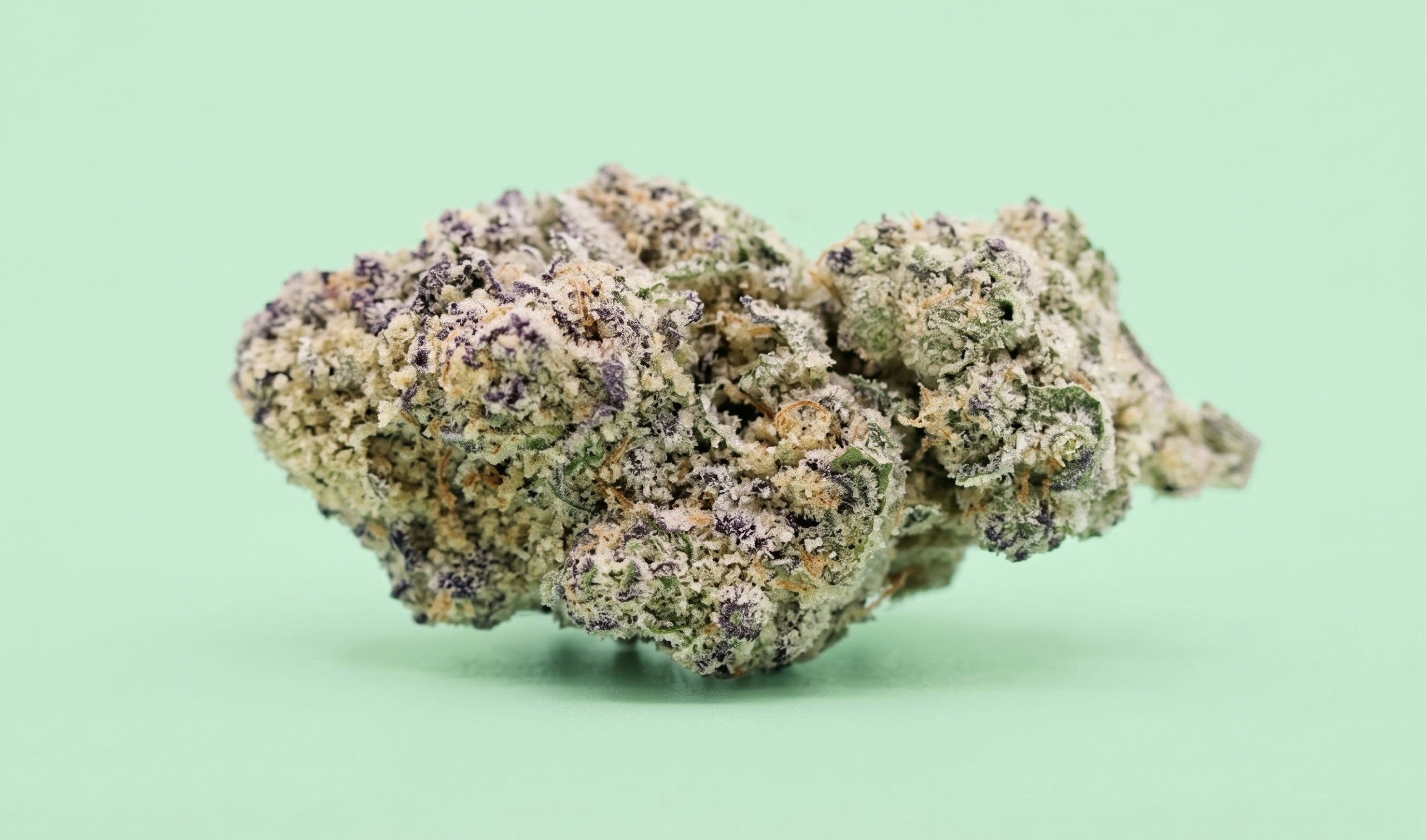 Close-up of a Gush Mintz cannabis flower on a pastel green background