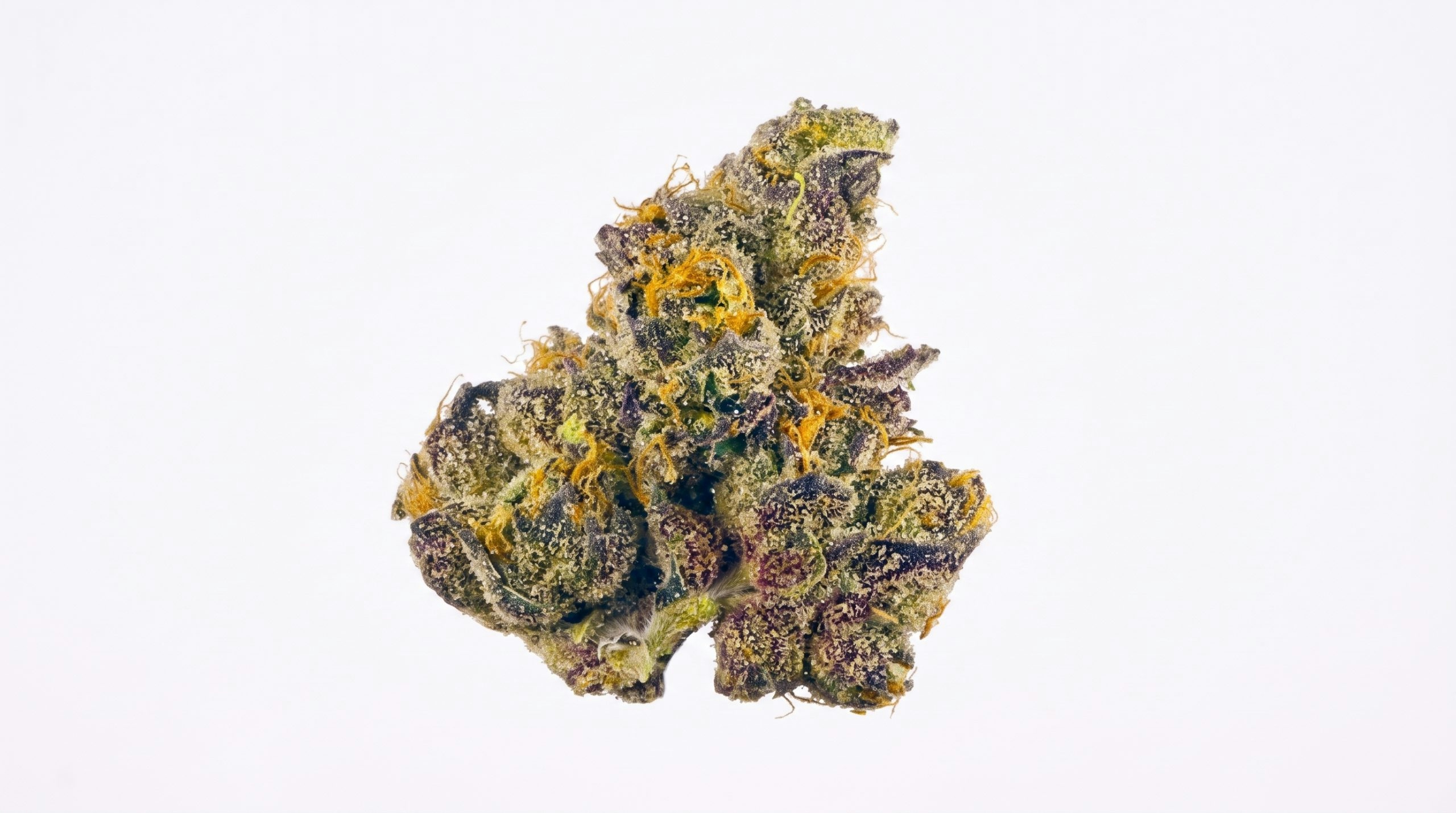 Gush Mintz cannabis bud displayed against a white backdrop