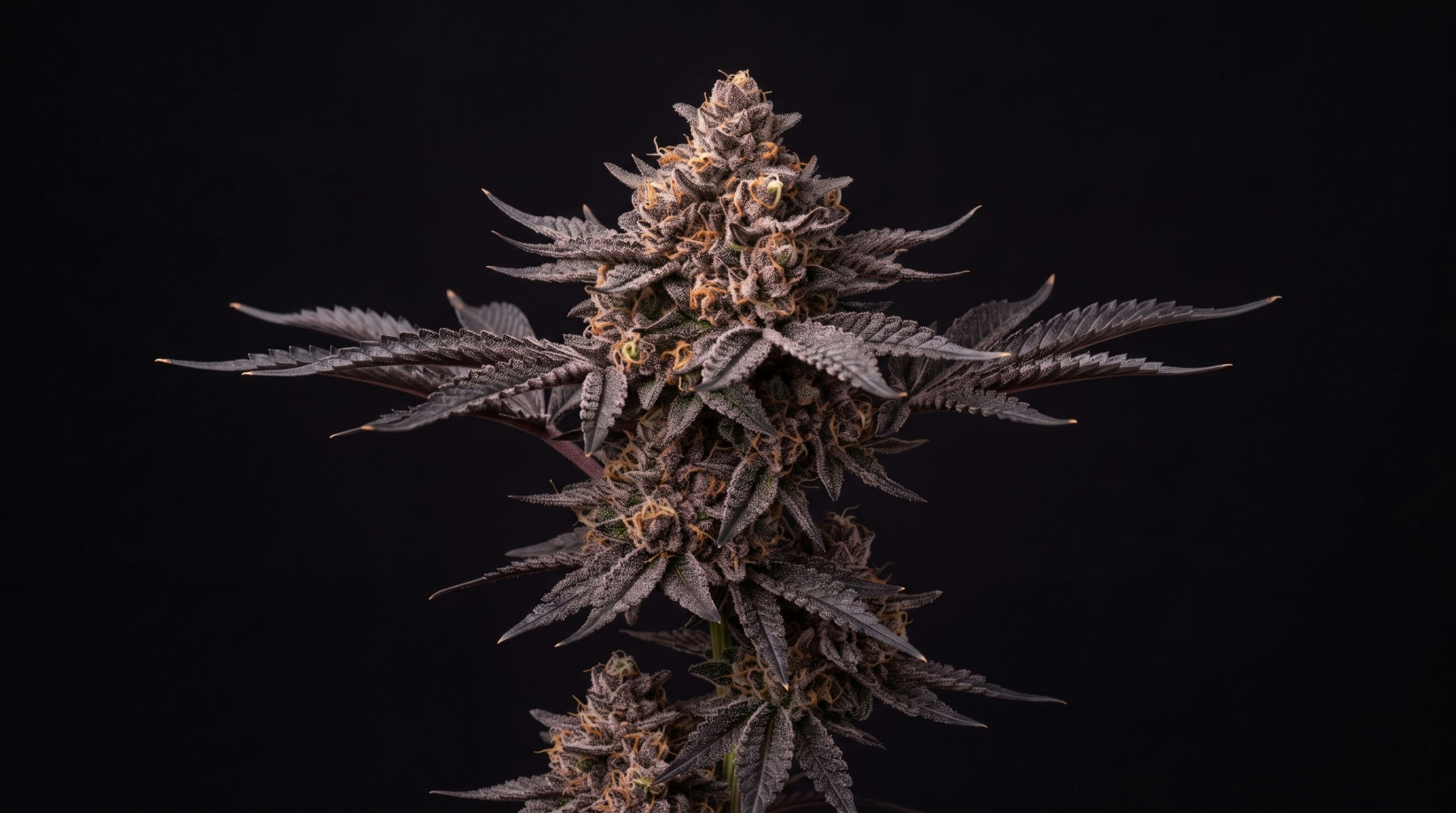 Cannabis plant displaying green leaves and developing flowers on a dark black background