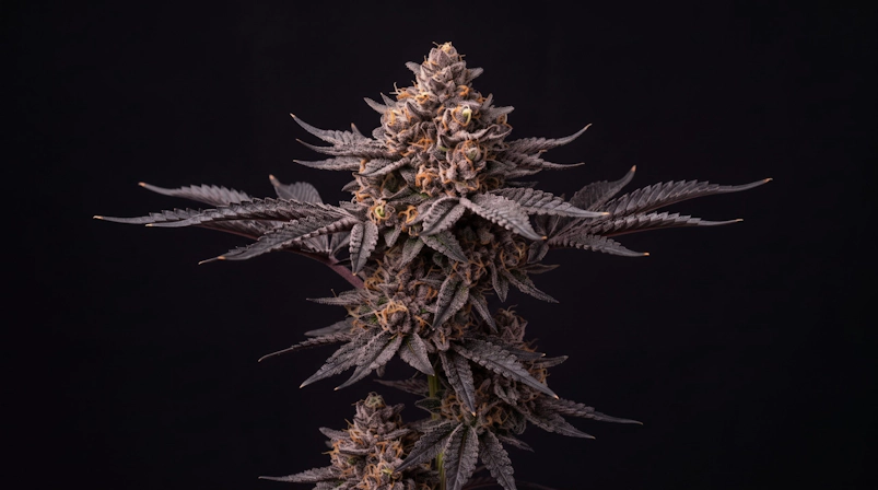 Cannabis plant displaying green leaves and developing flowers on a dark black background