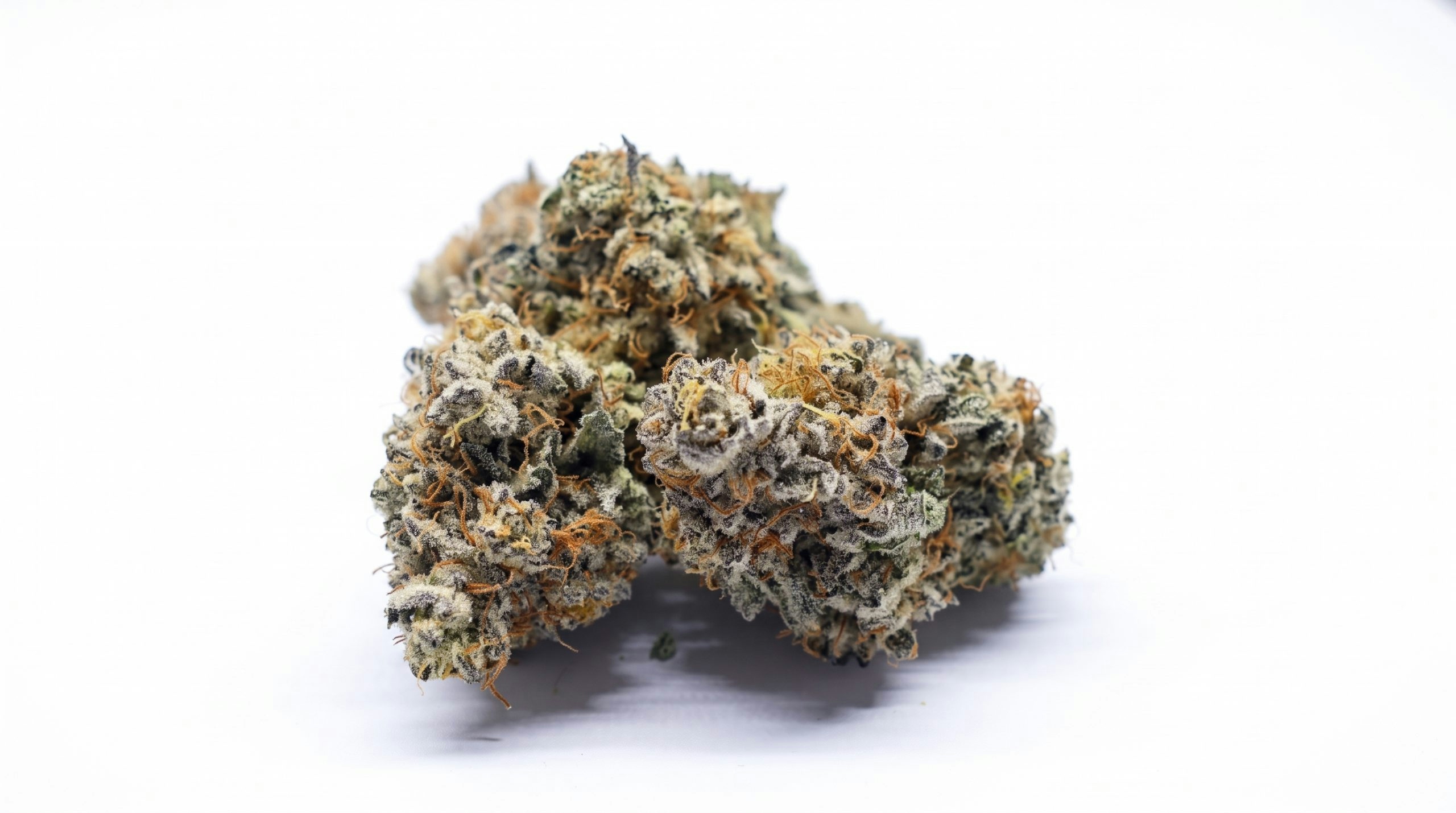black cat weed strain