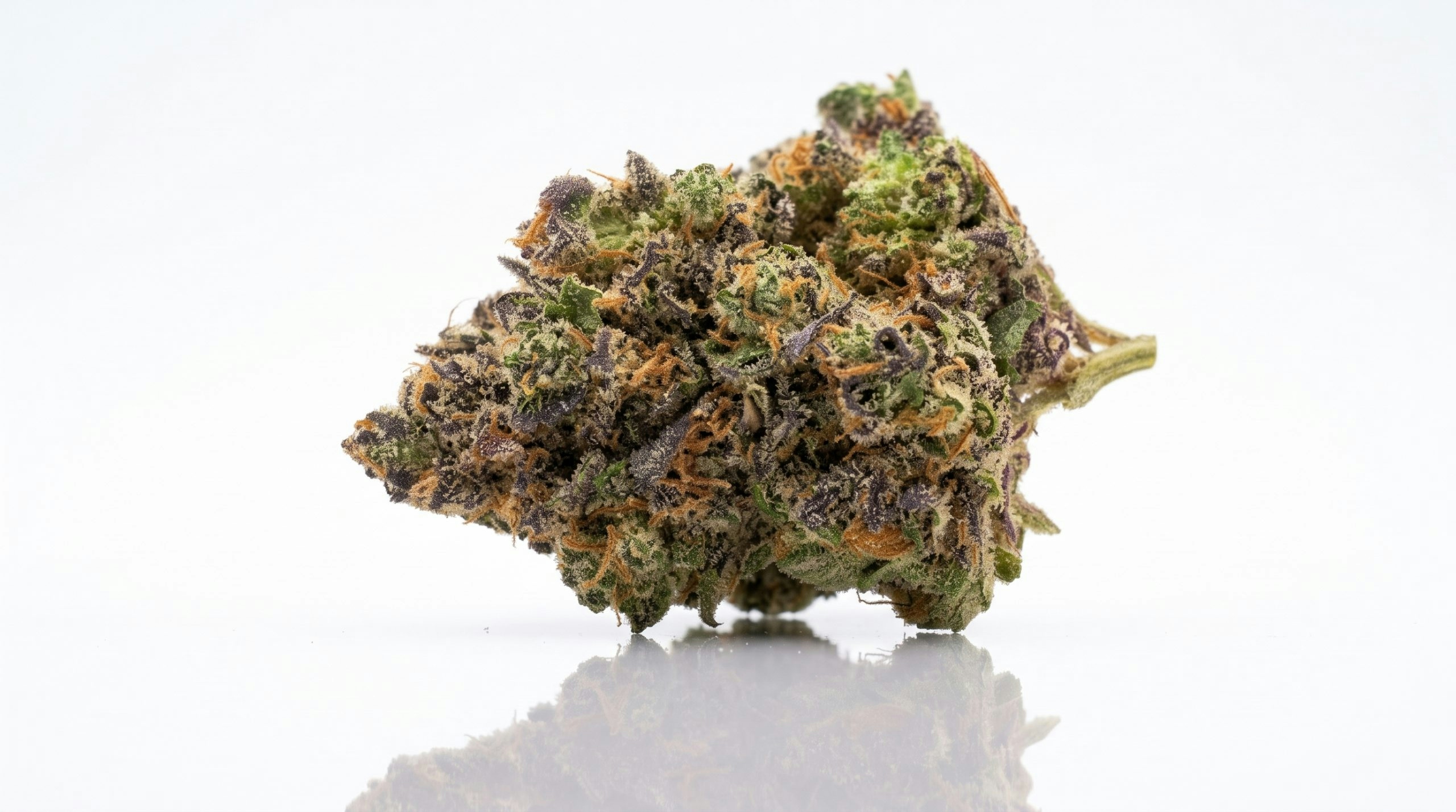 billy ocean cannabis bud displayed against a white backdrop