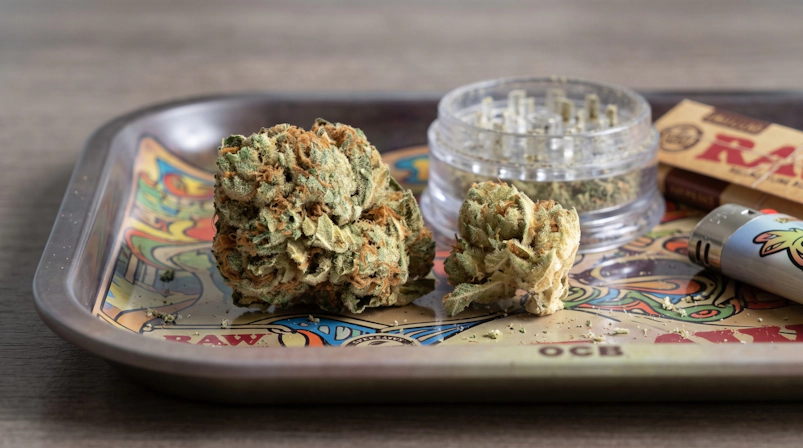 Two cannabis flower buds displayed on a rolling tray