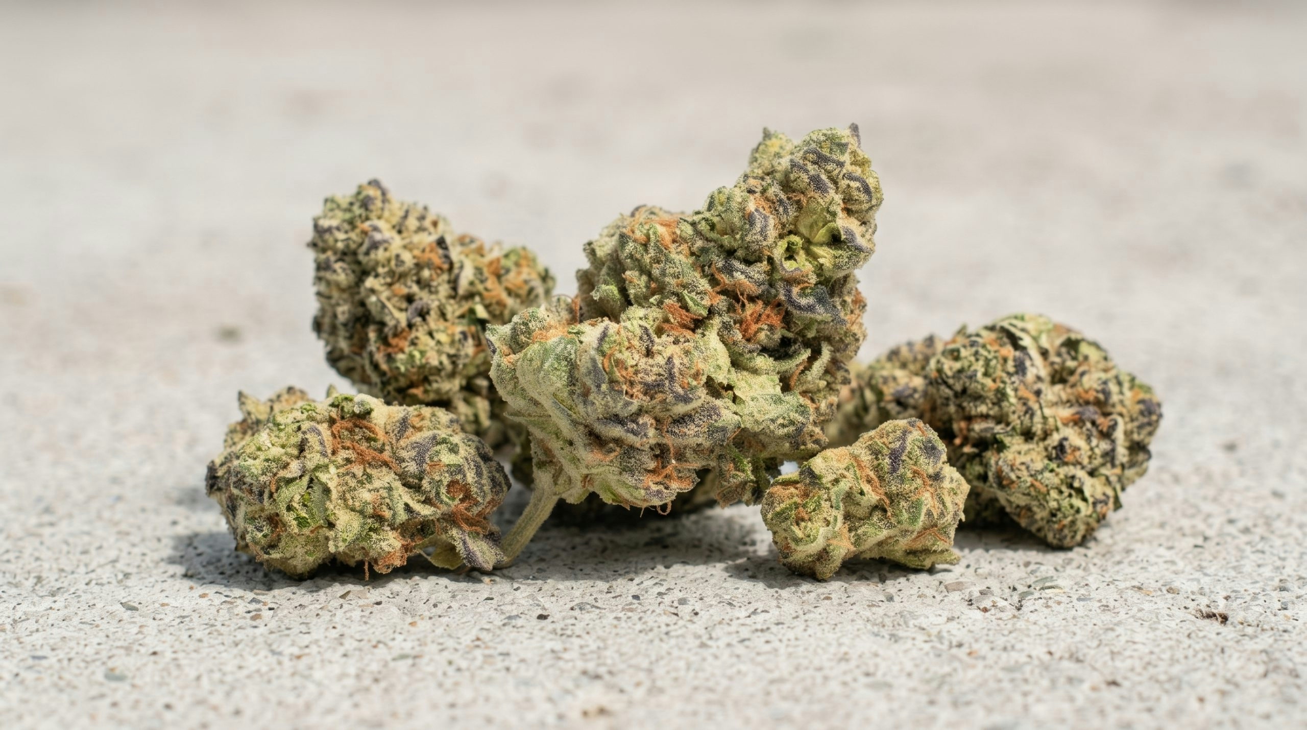 BULBZ BUDS DISPLAYED OVER A CONCRETE BACKGROUND