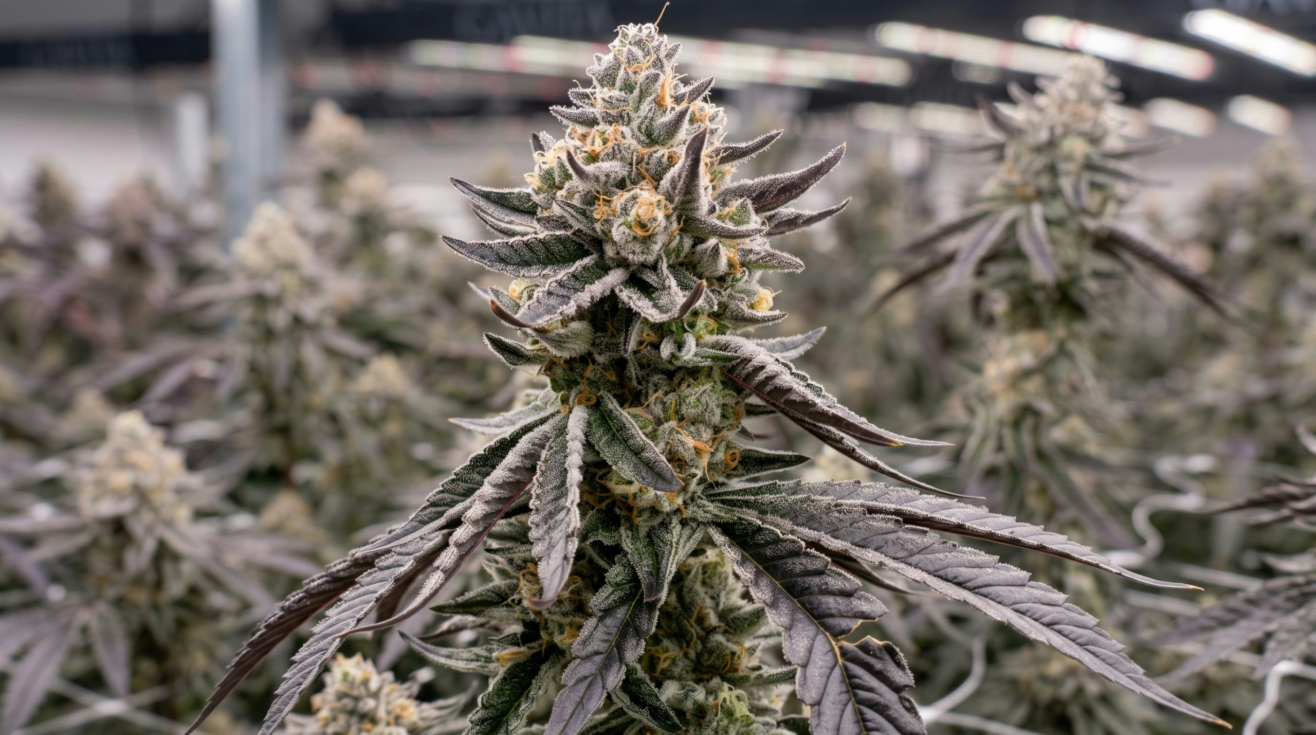 cannabis plant growing with green foliage and flowering buds
