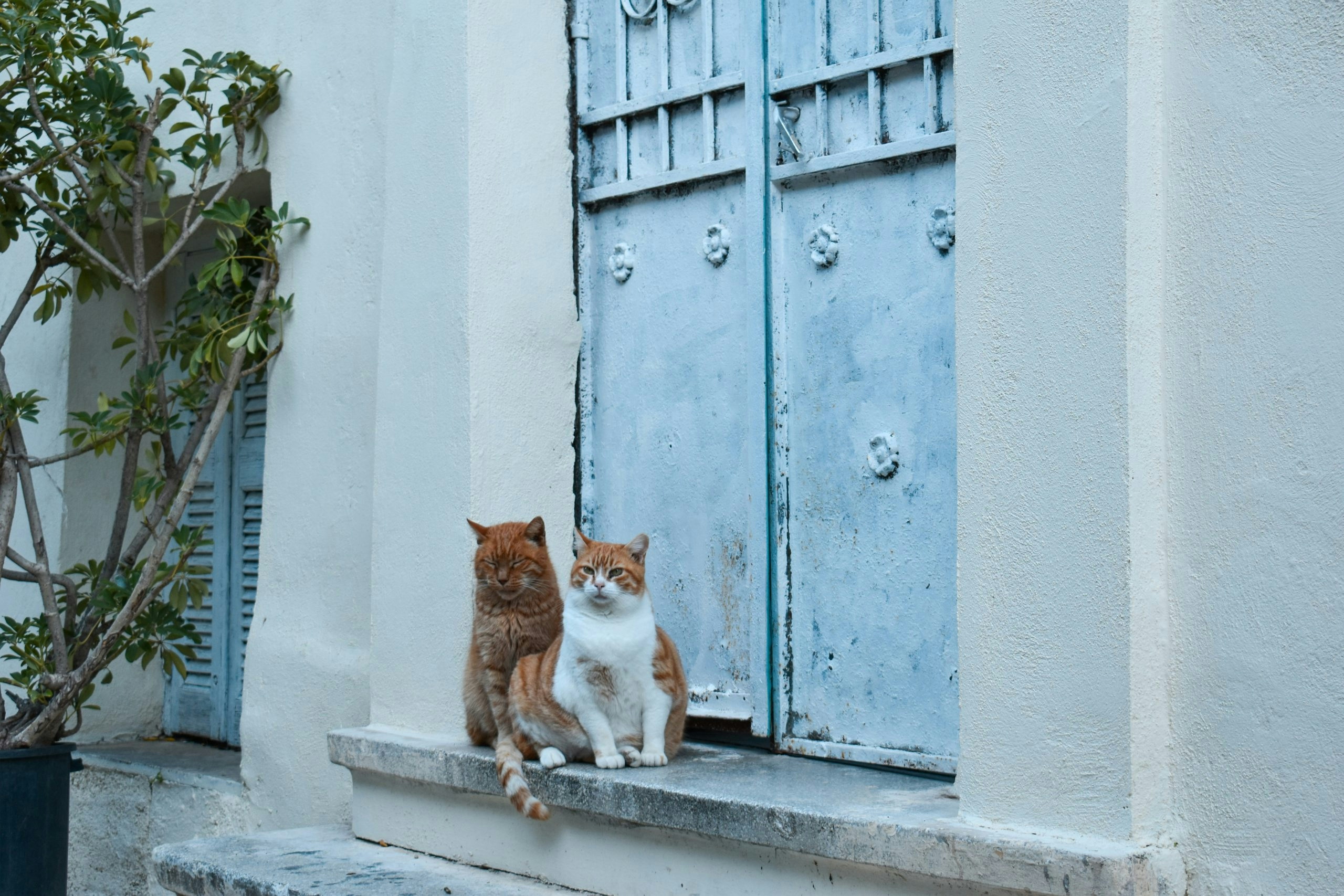 two cats sitting outside a blue door