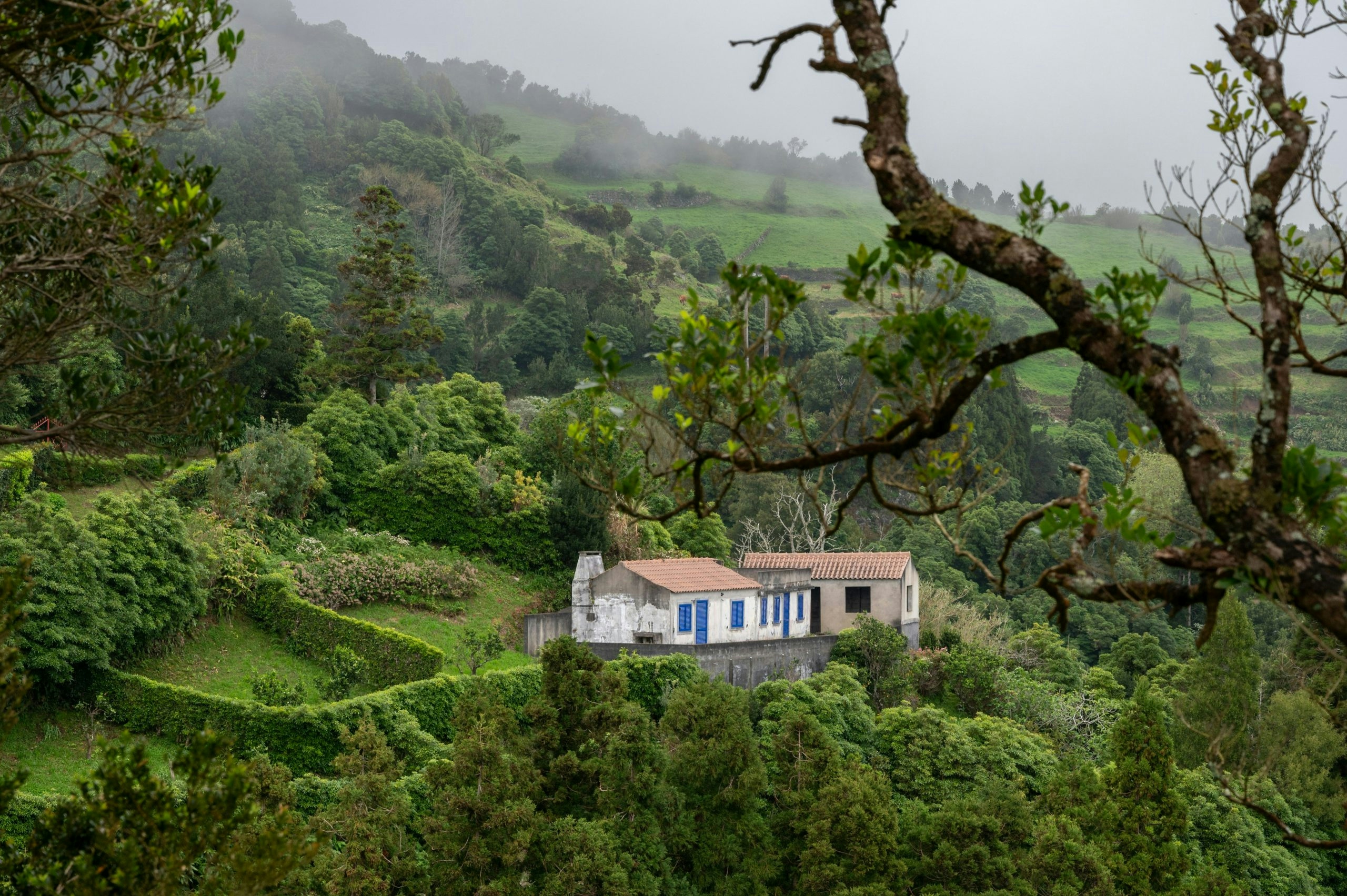 Secluded cottage surrounded by lush forest and vegetation in the Azores