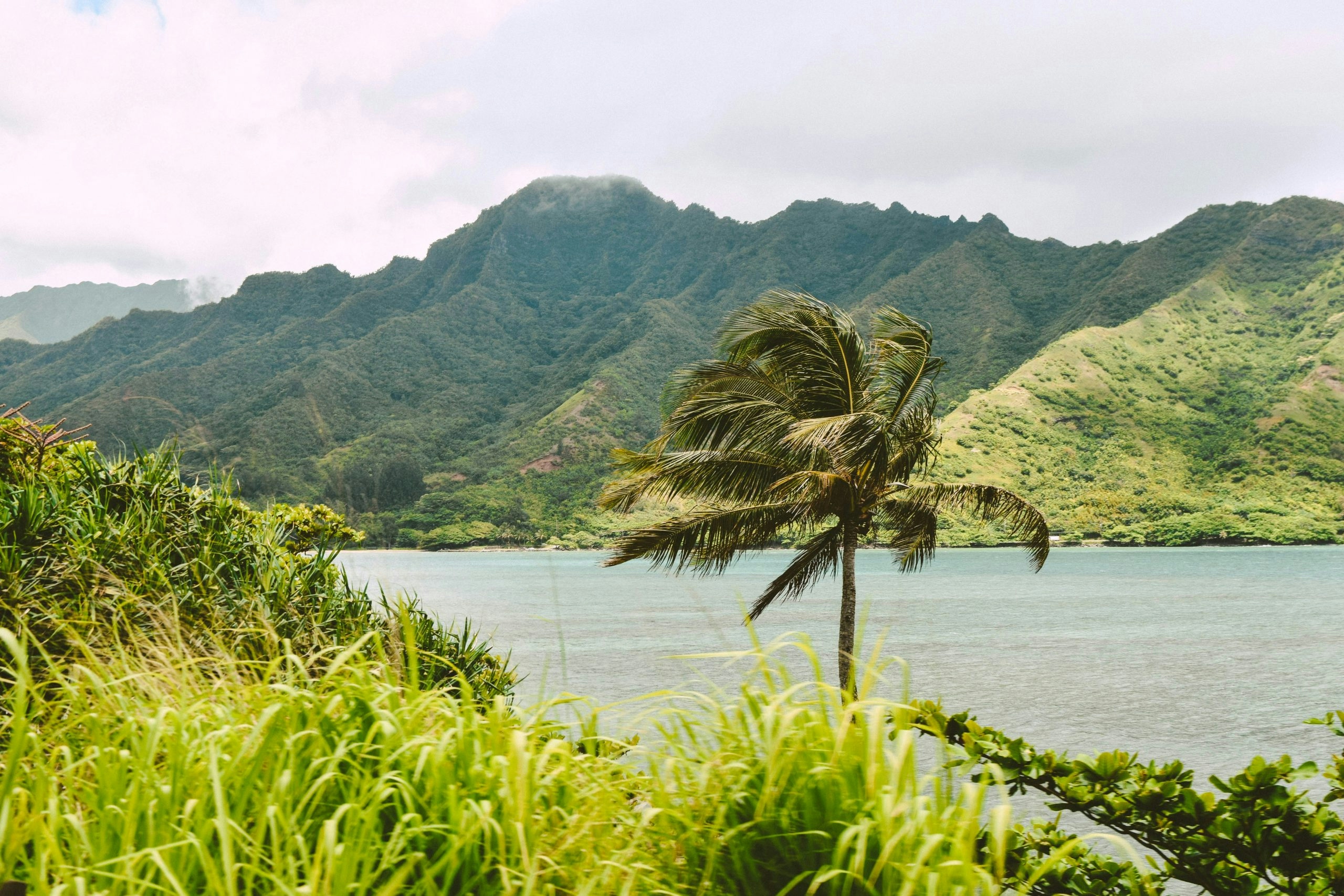 How to Buy Weed in Hawaii: Dispensaries, Medical-Only Laws & What Tourists Should Know