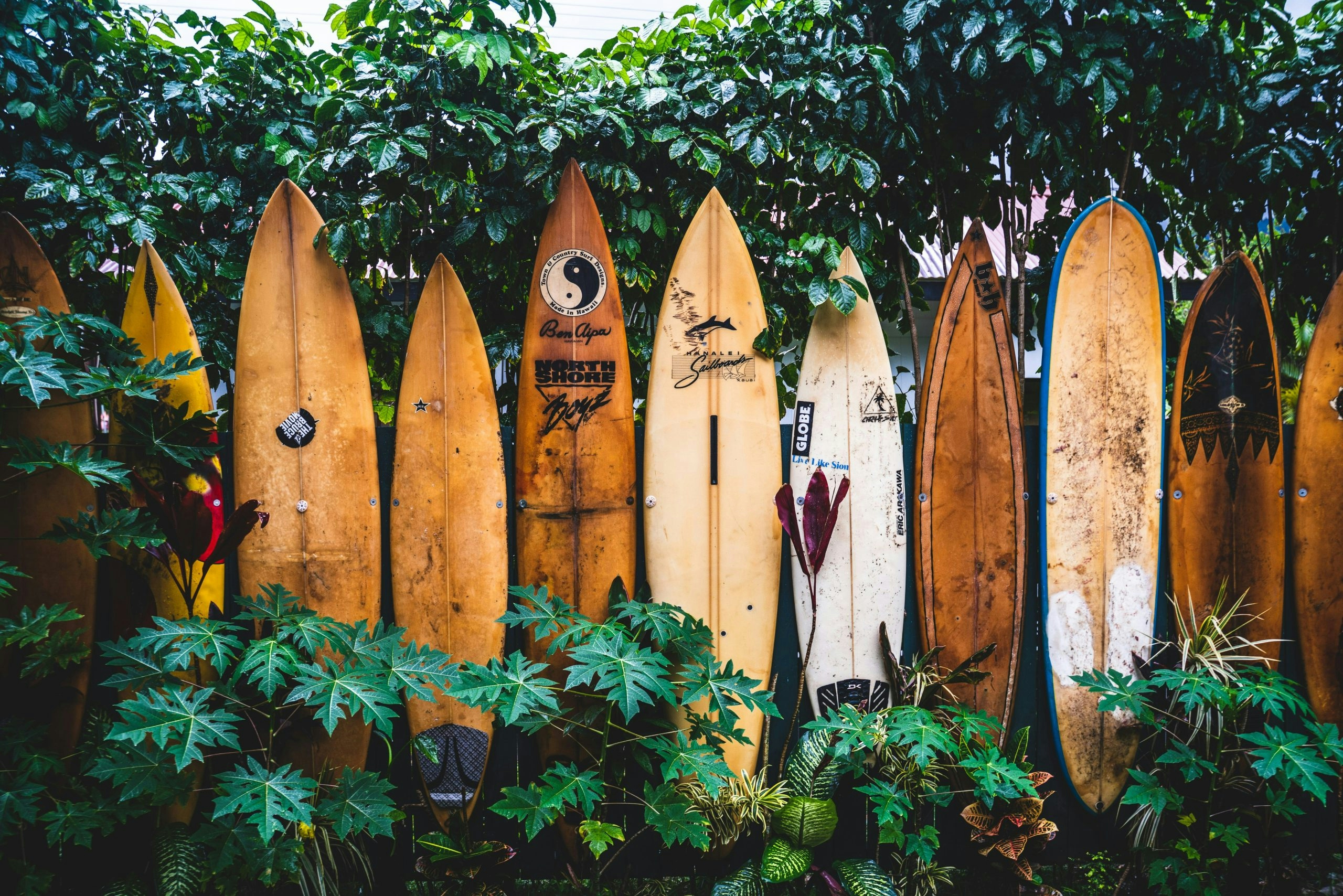 A row of surfboards standing upright