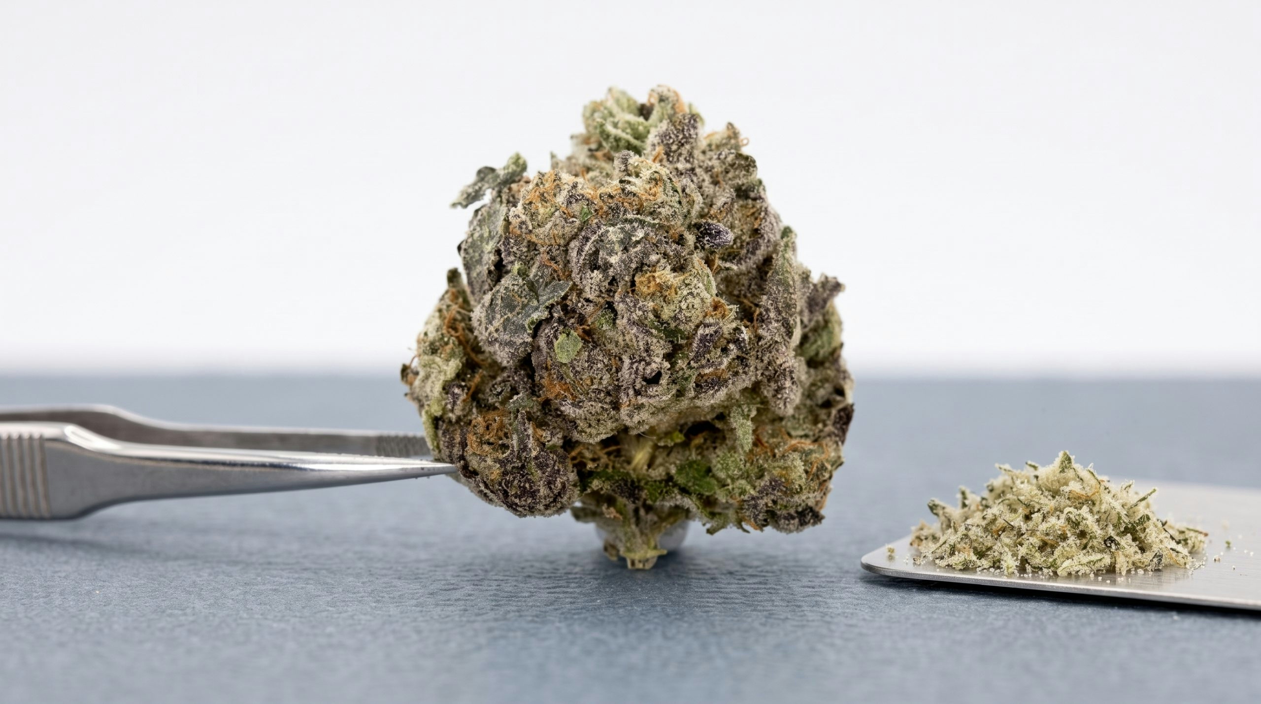 pink panties bud