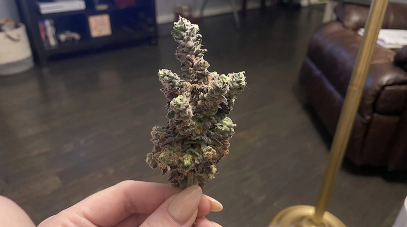hand holding a cannabis bud