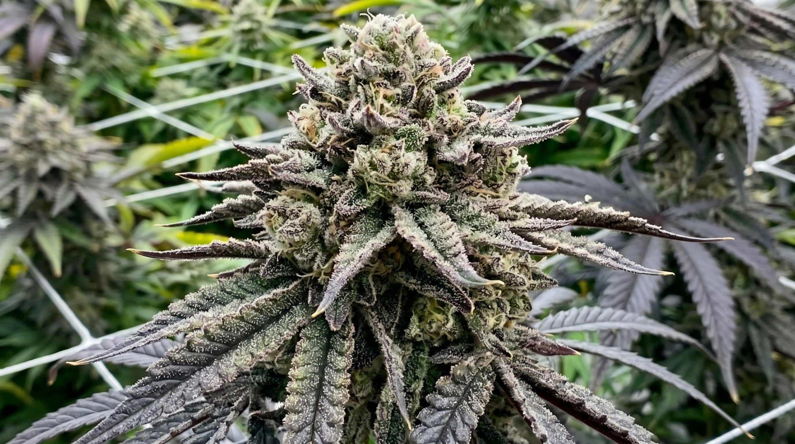 cannabis plant growing