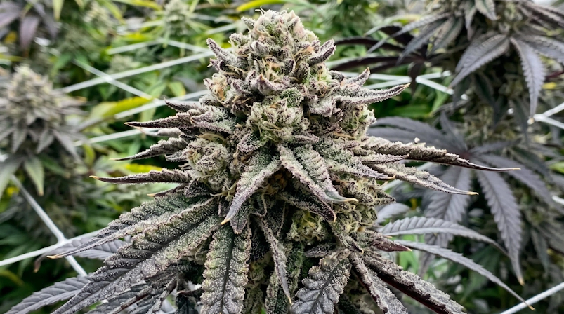 cannabis plant growing