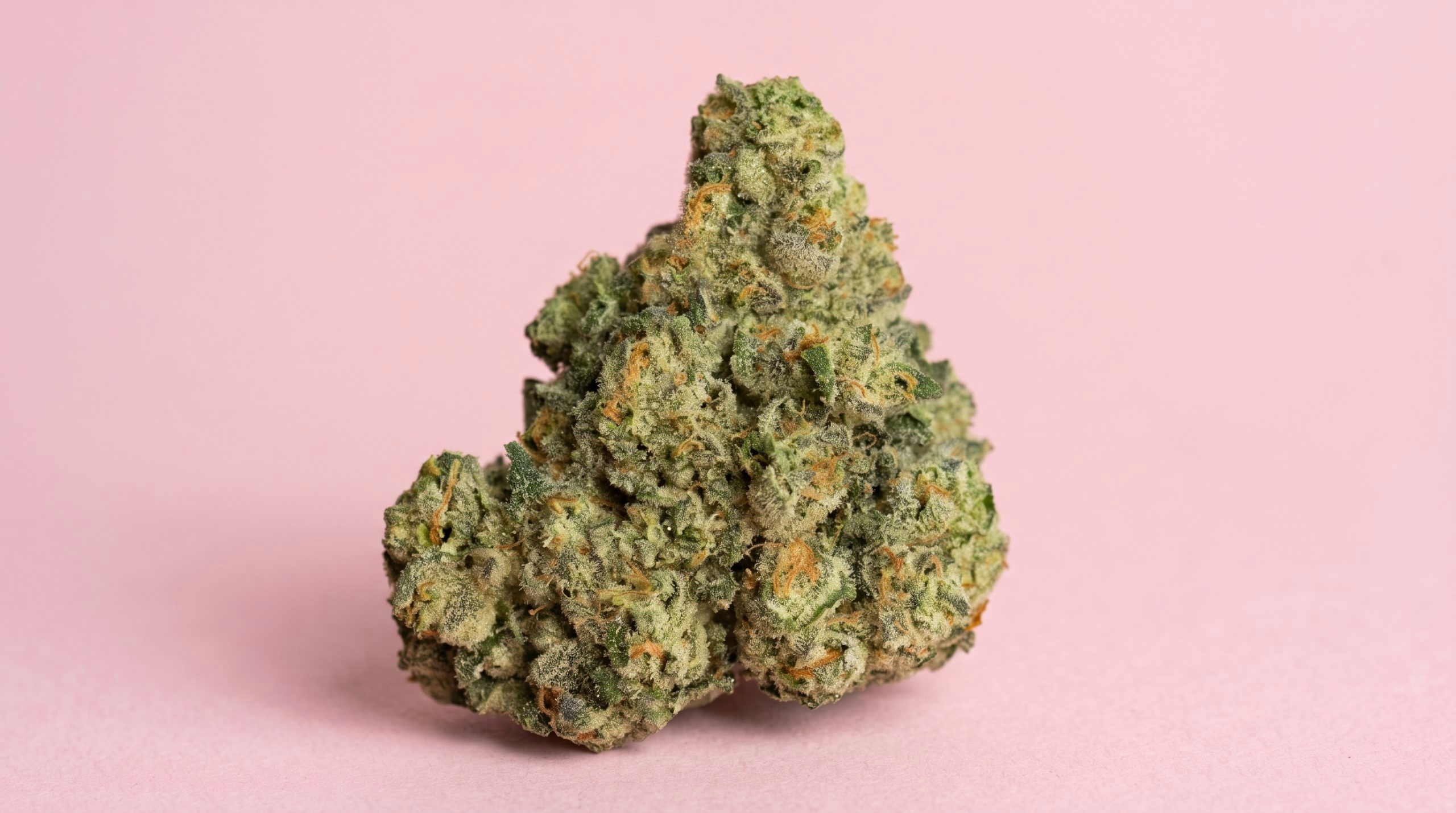 bud against a pink background