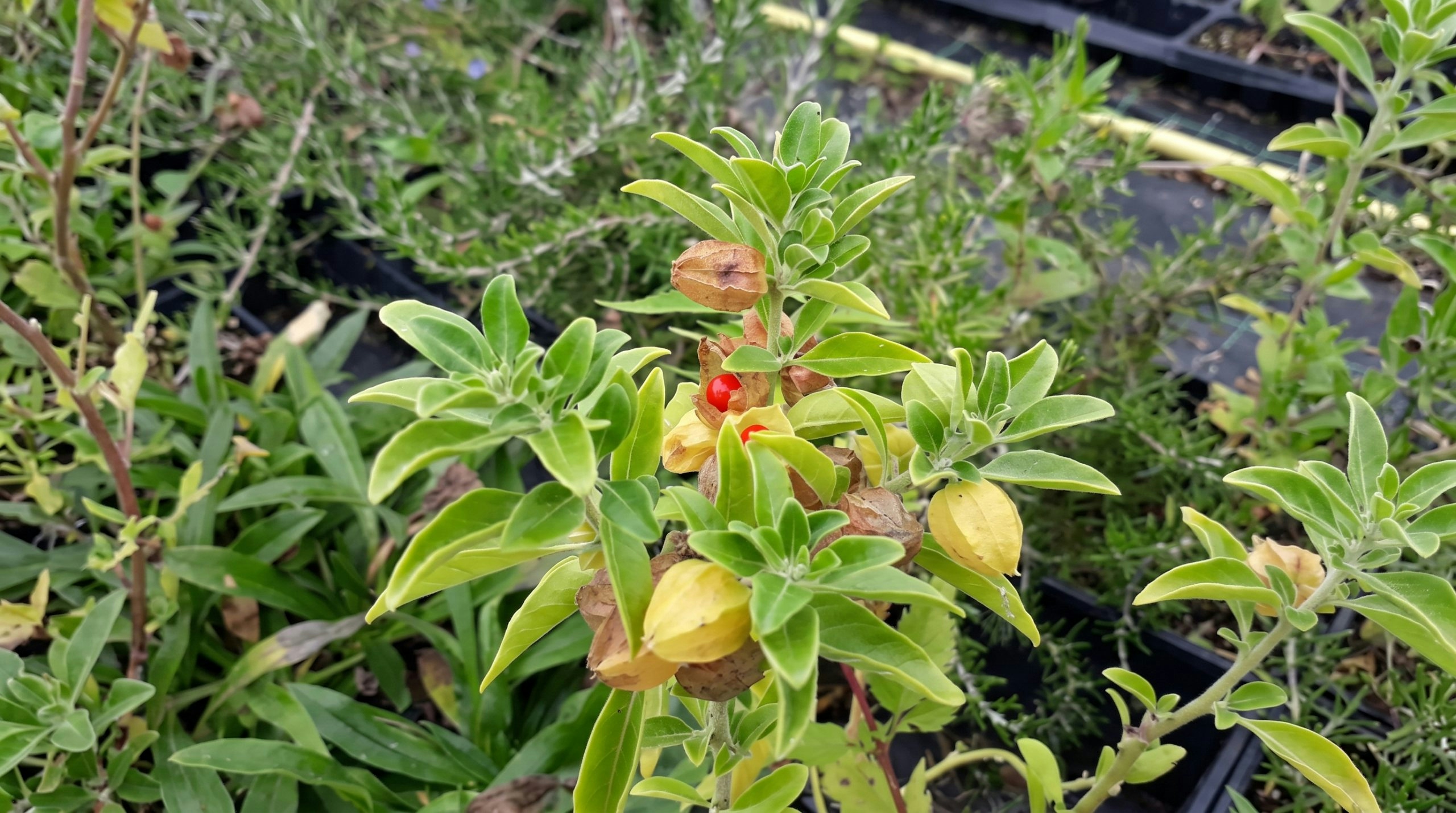 ashwagandha plant