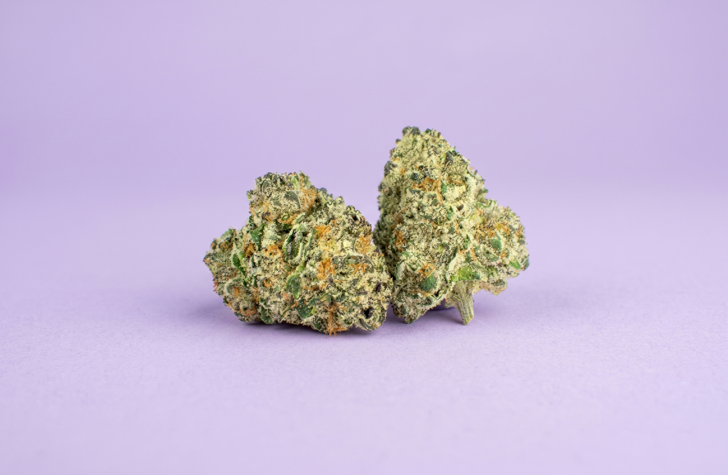 bubblegum strain over aa purple background