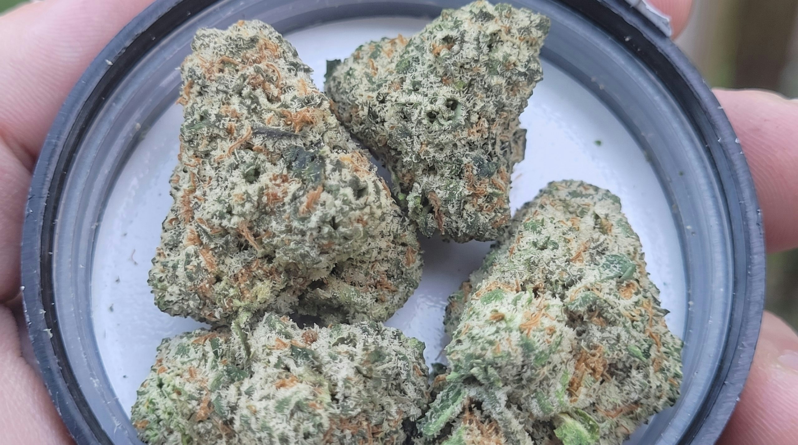 closeup of the goji og buds