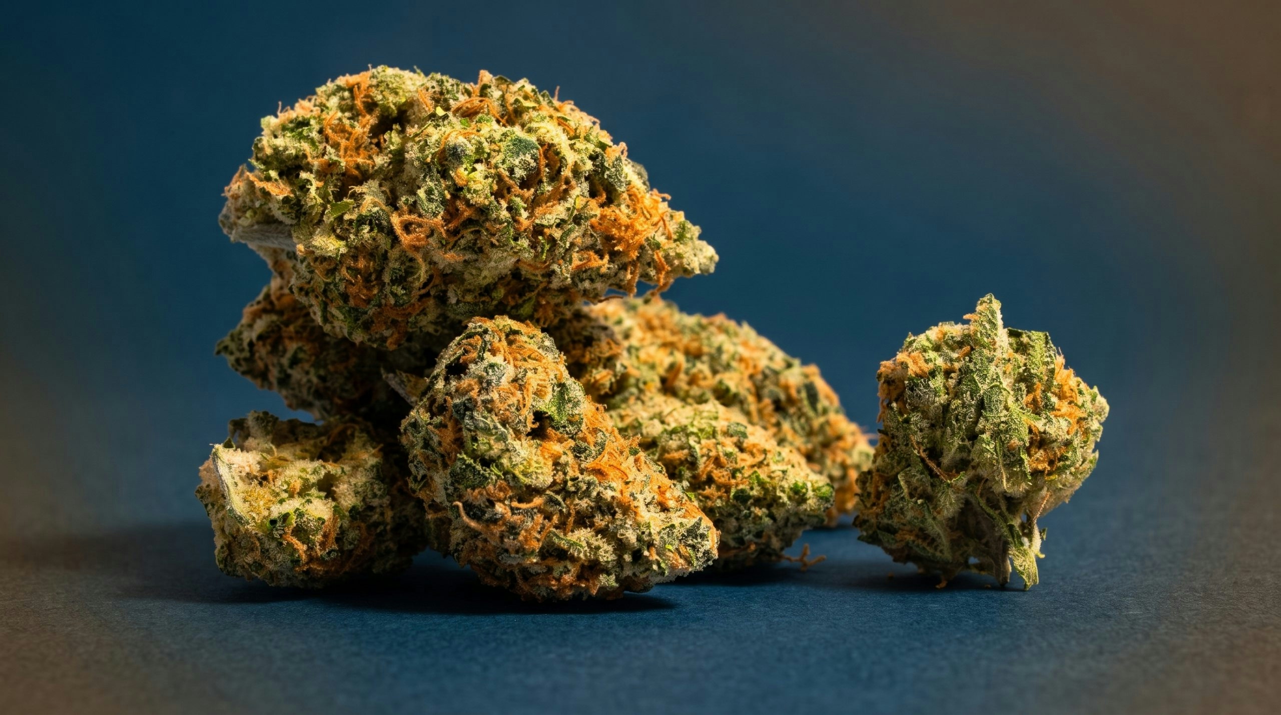 cannabis buds over a blue background