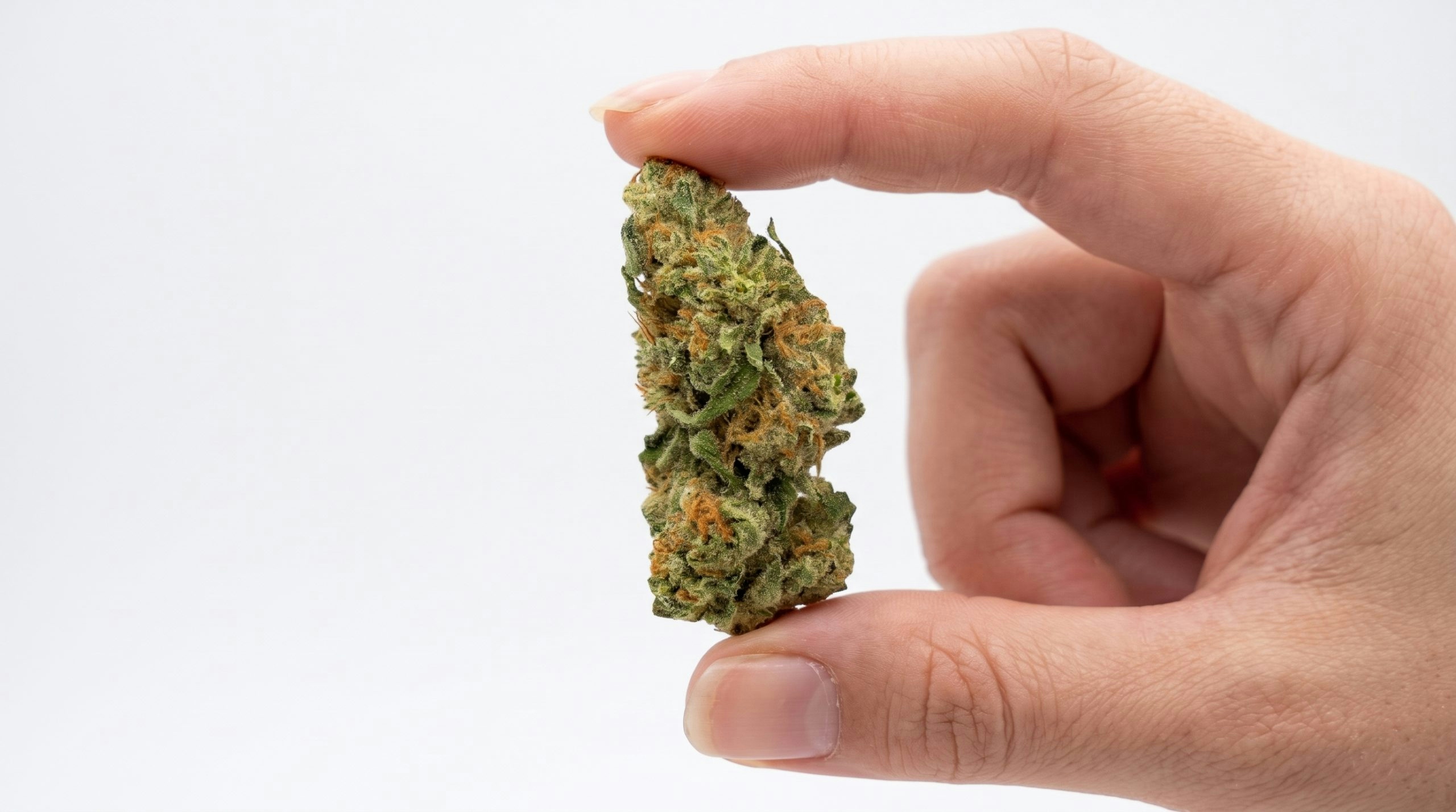 hand holding a cannabis bud of the saffron strain